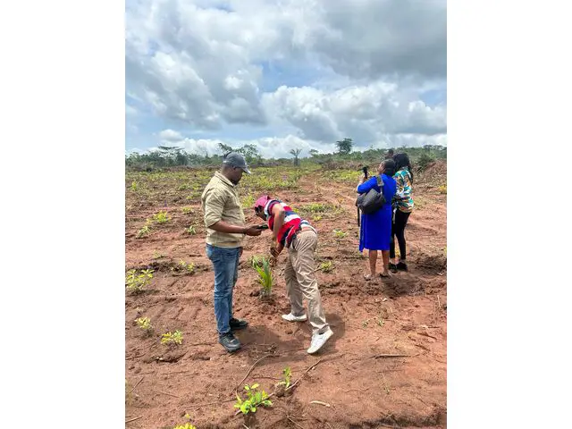 Transplated Palm Tree 