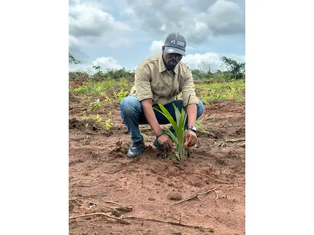 Transplated Palm Tree 