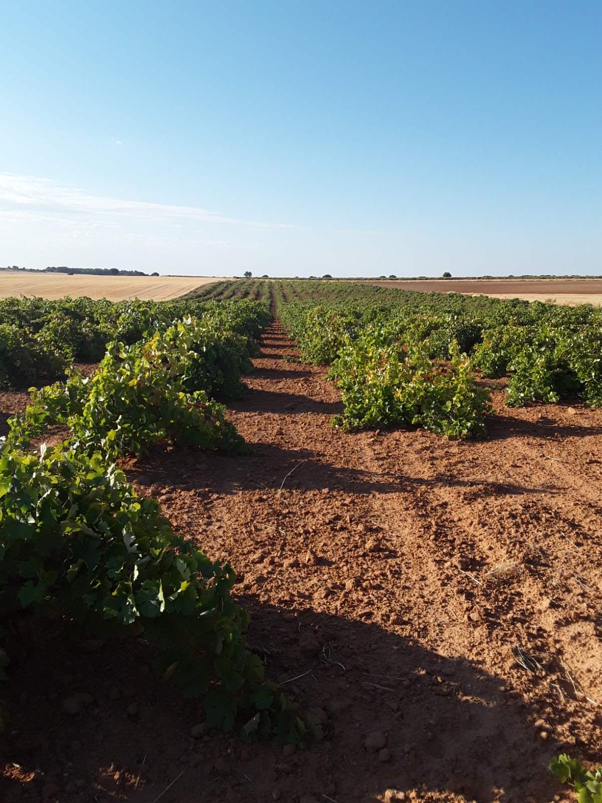 Vineyard in Don Quixote region, Toledo, Spain (Spain, CastillaLa